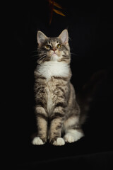 Domestic Maine Coon cat looking at camera while playing at home on blurred black background