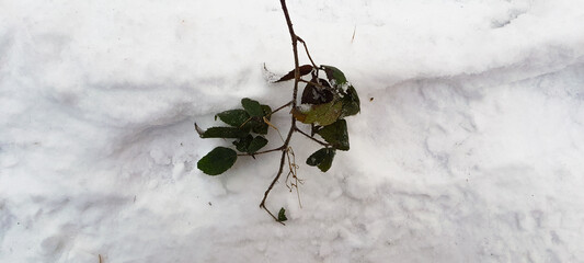 A tree branch on a snow