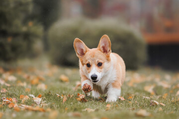 A Welsh Corgi Cardigan puppy in the park. Portrait of a smiling dog Welsh Corgi Pembroke