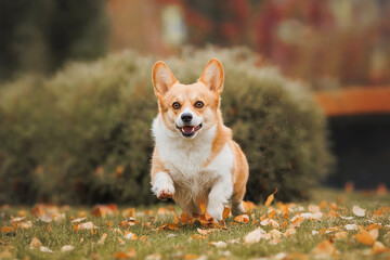 A Welsh Corgi Cardigan puppy in the park. Portrait of a smiling dog Welsh Corgi Pembroke