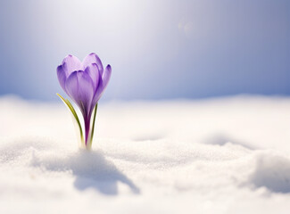 spring crocus flowers in snow