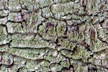 close-up of birch bark with deep wrinkles