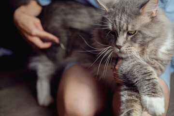 Woman brushing her cat while she is resting on the floor at home, Maine Coon cat