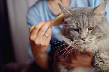 Woman brushing her cat while she is resting on the floor at home, Maine Coon cat