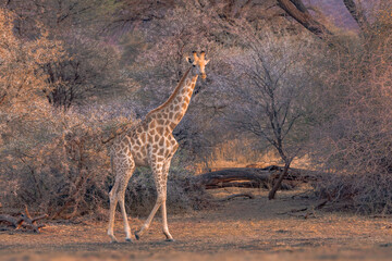 Early morning sunlight paints a gorgeous safari backdrop for a giraffe.