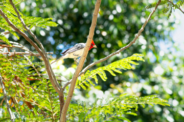 bird on a branch - Cardenal Copete Rojo