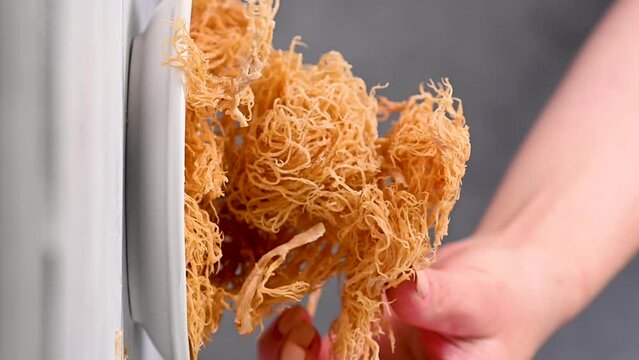 Sea Moss, irish wild harvested dried seaweed, healthy used as food supplement.