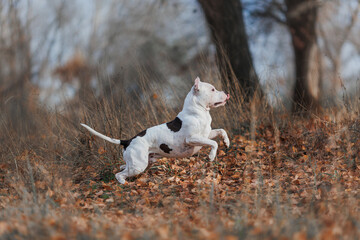 american staffordshire terrier in the park	autumn