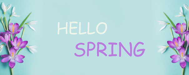 Text Hello spring. Beautiful purple crocuses and white snowdrops on a blue gradient background. Panorama, banner, copy space.