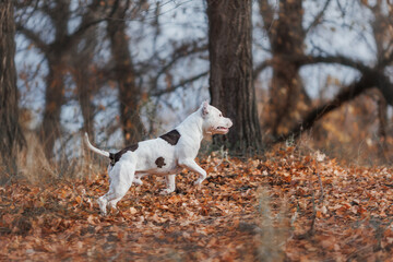 Naklejka na ściany i meble american staffordshire terrier in the park autumn