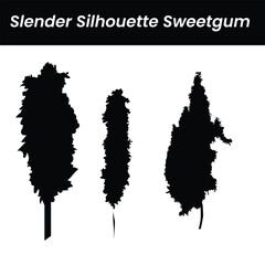 'Slender Silhouette' American sweetgum