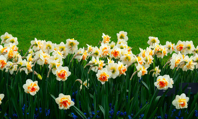 Yellow narcissus in the park. Spring nature background.
