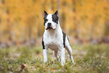 american staffordshire terrier in the park autumn