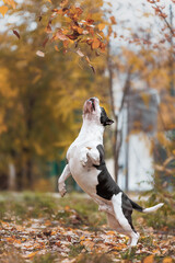 american staffordshire terrier in the park autumn