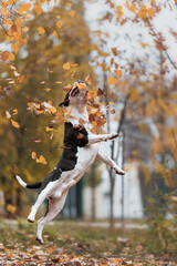 american staffordshire terrier in the park autumn