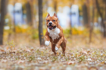 american staffordshire terrier in the park autumn