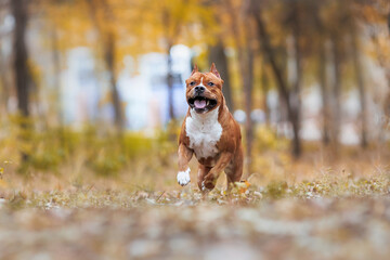 american staffordshire terrier in the park autumn