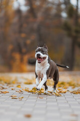 american staffordshire terrier in the park autumn