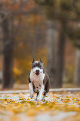 american staffordshire terrier in the park autumn