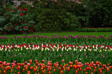 Flowers in the park in spring