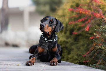 portrait of a Doberman pinscher dog. a dog in the park	
