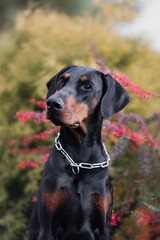 portrait of a Doberman pinscher dog. a dog in the park	