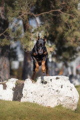 portrait of a Doberman pinscher dog. a dog in the park	