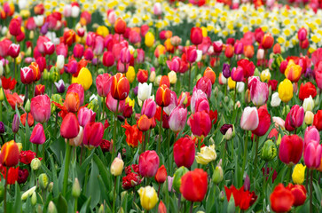 Tulips flowers blooming in the spring