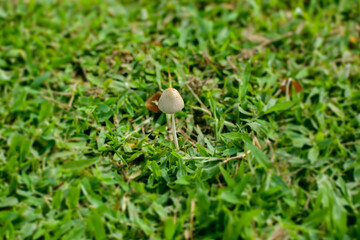Small Mushroom Emerging From Lush Green Grass in a Natural Daylight Setting