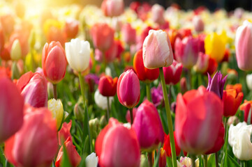 Tulips in the park in the sunlight