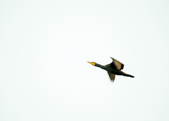 Bird in flight, cormorant soaring high.