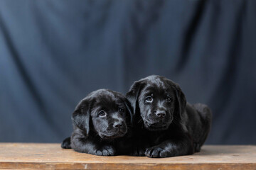 a Labrador retriever puppy