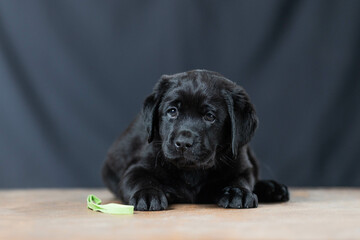 a Labrador retriever puppy