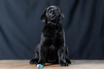 a Labrador retriever puppy