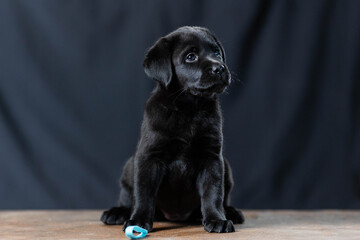 a Labrador retriever puppy