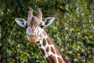 The giraffe, Giraffa camelopardalis is an African mammal © rudiernst