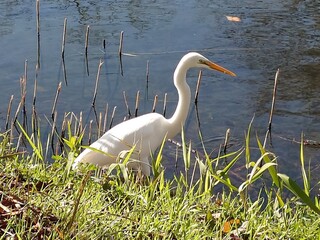 great white heron standing waterside beautifully