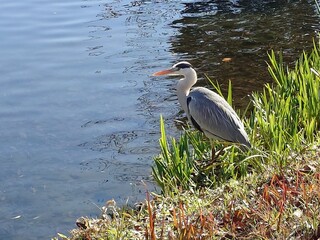 great blue heron standing waterside beautifully