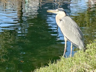 great blue heron standing waterside beautifully