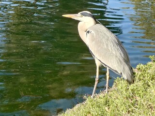 great blue heron standing waterside beautifully