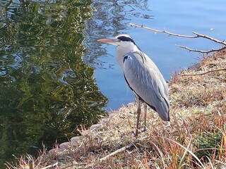great blue heron standing waterside beautifully