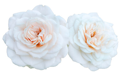 Beautiful bouquet of white roses isolated on transparent background. Detail for creating a collage - 709975985