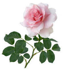 Delicate pink rose with green leaves isolated on transparent background.