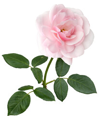 Delicate pink rose with green leaves isolated on transparent background. - 709977557