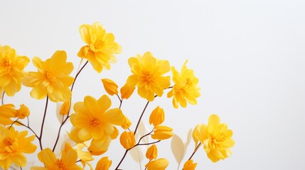 yellow blooms against a clean white backdrop.
