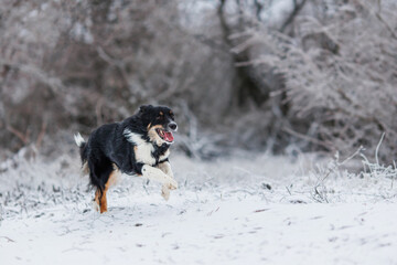 dog border collie portrait in the park winter	
 