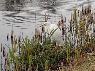 great white heron standing waterside beautifully
