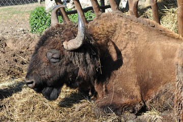 The European bison (Bison bonasus) or the European wood bison, also known as the wisest of the zubr. © Mykola