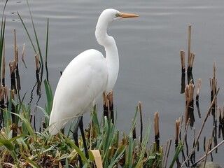 great white heron standing waterside beautifully
