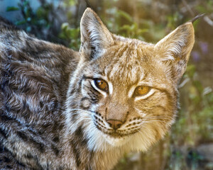 Naklejka na ściany i meble Eurasian Lynx, Lynx lynx, a medium-sized wild cat. Life of wild animals